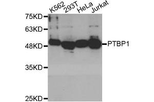 Western blot analysis of extracts of various cell lines, using PTBP1 antibody.