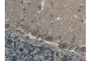 DAB staining on IHC-P; Samples: Porcine Cerebellum Tissue (Coagulation Factor V anticorps  (AA 1941-2095))