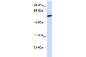 WB Suggested Anti-NELF Antibody Titration:  0. (NMDA Receptor Synaptonuclear Signaling and Neuronal Migration Factor (NSMF) (N-Term) anticorps)
