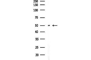 anti-Nuclear Prelamin A Recognition Factor-Like (NARFL) (Internal Region) antibody