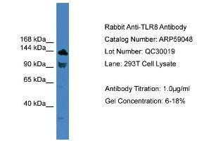 WB Suggested Anti-TLR8  Antibody Titration: 0. (TLR8 anticorps  (C-Term))