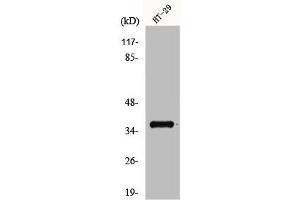 Western Blot analysis of HT29 cells using GPR171 Polyclonal Antibody (GPR171 anticorps  (Internal Region))