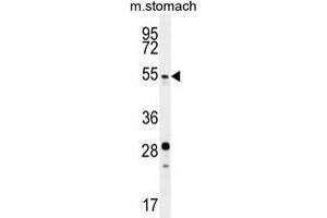 SUV4-20H2 Antibody (N-term) western blot analysis in mouse stomach tissue lysates (35 µg/lane). (SUV420H2/KMT5C anticorps  (N-Term))