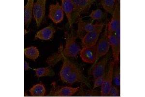 Immunofluorescence staining of methanol-fixed HeLa cells using LC3A /Apg-8 antibody (E021402, Red) (MAP1LC3A anticorps)
