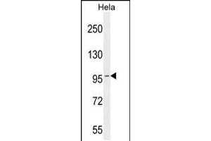 Western blot analysis in Hela cell line lysates (35ug/lane). (COG3 anticorps  (C-Term))