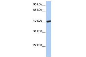 SELENBP1 antibody used at 1 ug/ml to detect target protein. (SELENBP1 anticorps  (C-Term))