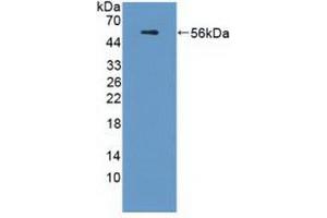 Western blot analysis of recombinant Human APOL1. (APOL1 anticorps  (AA 1-238))