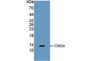 Western blot analysis of recombinant Rabbit FGF2. (FGF2 anticorps)