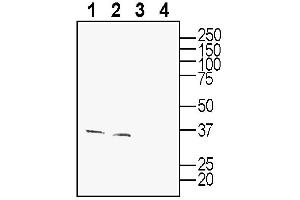 Western blot analysis of mouse spleen membranes (lanes 1 and 3) and rat small intestine lysate (lanes 2 and 4):1-2.