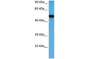 Host:  Mouse  Target Name:  STK3  Sample Tissue:  Mouse Heart  Antibody Dilution:  1ug/ml