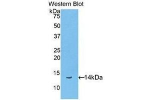 Western Blotting (WB) image for anti-Biglycan (BGN) (AA 48-158) antibody (ABIN1176719)