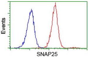 Image no. 4 for anti-Synaptosomal-Associated Protein, 25kDa (SNAP25) antibody (ABIN1501018) (SNAP25 anticorps)