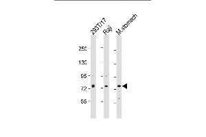All lanes : Anti-PLA2G4F Antibody (Center) at 1:2000 dilution Lane 1: 293T/17 whole cell lysate Lane 2: Raji whole cell lysate Lane 3: mouse stomach lysate Lysates/proteins at 20 μg per lane. (PLA2G4F anticorps  (AA 289-331))