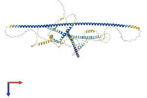 AlphaFold protein structure predicition of Human Recombinant CALD1 Protein, UniprotID Q05682