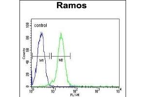 C13orf18 Antibody (Center) (ABIN652073 and ABIN2840537) flow cytometric analysis of Ramos cells (right histogram) compared to a negative control cell (left histogram). (C13orf18 anticorps  (AA 379-405))