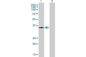 Western Blot analysis of ZMYND12 expression in transfected 293T cell line by ZMYND12 MaxPab polyclonal antibody. (ZMYND12 anticorps  (AA 1-365))