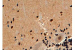 ABIN185395 (4µg/ml) staining of paraffin embedded Human Cerebellum.