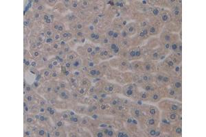 IHC-P analysis of Mouse Tissue, with DAB staining. (Apolipoprotein C-II anticorps  (AA 13-97))