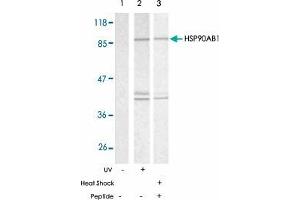Western blot analysis of extracts from HeLa cells using HSP90AB1 polyclonal antibody  .
