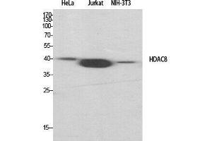 Western Blot (WB) analysis of specific cells using HDAC8 Polyclonal Antibody. (HDAC8 anticorps  (Tyr753))