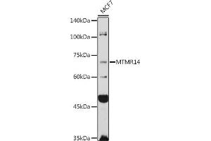 Western blot analysis of extracts of MCF7 cells, using MTMR14 antibody (ABIN6129695, ABIN6144154, ABIN6144155 and ABIN6223372) at 1:1000 dilution. (MTMR14 anticorps  (AA 1-280))