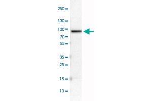 Western Blot analysis of U-251 MG cell lysate with CARS monoclonal antibody, clone CL2302 . (CARS anticorps)