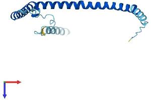 AlphaFold protein structure predicition of Mouse Recombinant Cav3 Protein, UniprotID P51637