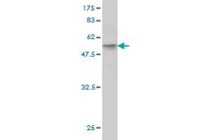 Western Blot detection against Immunogen (49. (HMGB1 anticorps  (AA 1-215))