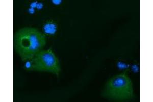 Immunofluorescence (IF) image for anti-Kelch-Like 2, Mayven (KLHL2) (AA 1-100), (AA 494-593) antibody (ABIN1490546) (KLHL2 anticorps  (AA 1-100, AA 494-593))
