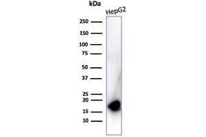 Western blot analysis of HepG2 cell lysate using P16 Recombinant Mouse Monoclonal Antibody (rCDKN2A/4845). (Recombinant CDKN2A anticorps)