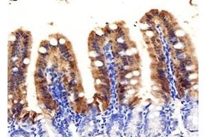 Immunohistochemistry analysis of paraffin-embedded mouse ileum using,FABP6 (ABIN7073921) at dilution of 1: 1000 (FABP6 anticorps)