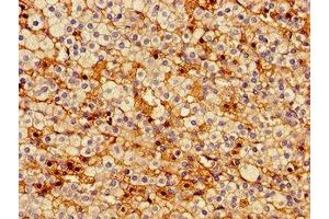 Immunohistochemistry of paraffin-embedded human adrenal gland tissue using ABIN7163473 at dilution of 1:100 (PTTG1IP anticorps  (AA 118-180))