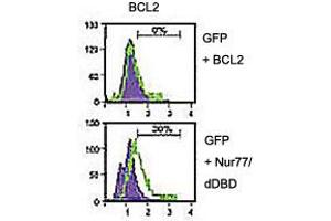 Analysis of BCL2 domain exposure in HEK293 cells transfected with a plasmid coding for a DNA-binding domain-deleted construct of Nur77 (GFP-Nur77/dDBD) using BCL2 polyclonal antibody  in flow cytometry. (Bcl-2 anticorps)