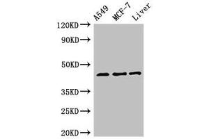 Western Blot Positive WB detected in: A549 whole cell lysate, MCF-7 whole cell lysate, Rat liver tissue All lanes: FMOD antibody at 3 μg/mL Secondary Goat polyclonal to rabbit IgG at 1/50000 dilution Predicted band size: 44 kDa Observed band size: 44 kDa