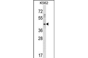 DOC2A Antibody (Center) (ABIN656766 and ABIN2845987) western blot analysis in K562 cell line lysates (35 μg/lane). (DOC2A anticorps  (AA 277-306))