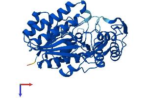 UDP-Galactose-4-Epimerase (GALE) (AA 1-348) protein (His tag)