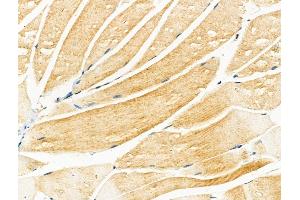 ABIN7094323 and ABIN7098370 at 1/100 staining Mouse muscle tissue by IHC-P.
