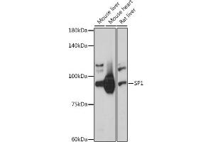 Western blot analysis of extracts of various cell lines, using SP1 antibody (ABIN7270506) at 1:1000 dilution. (SP1 anticorps  (AA 420-620))