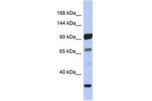Image no. 1 for anti-Protocadherin alpha 10 (PCDHA10) (AA 143-192) antibody (ABIN6743523) (PCDHA10 anticorps  (AA 143-192))