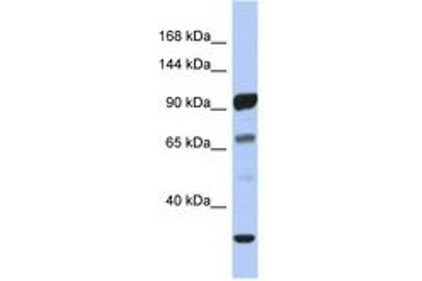 PCDHA10 抗体  (AA 143-192)