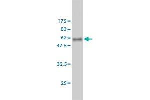 Western Blot detection against Immunogen (58.