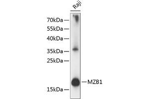 Western blot analysis of extracts of Raji cells, using MZB1 antibody (ABIN7268403) at 1:1000 dilution.