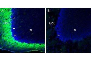 Expression of TMEM66 in mouse cerebellum - Immunohistochemical staining of perfusion-fixed frozen mouse brain sections with Anti-TMEM66 Antibody (ABIN7043863, ABIN7044034 and ABIN7044035), (1:200), followed by goat anti-rabbit-AlexaFluor-488.