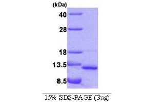 SDS-PAGE (SDS) image for Vesicle-Associated Membrane Protein 5 (Myobrevin) (VAMP5) (AA 1-72) protein (His tag) (ABIN667735)