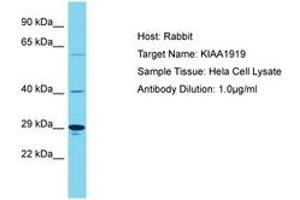 Image no. 1 for anti-KIAA1919 (KIAA1919) (AA 186-235) antibody (ABIN6750573) (KIAA1919 anticorps  (AA 186-235))