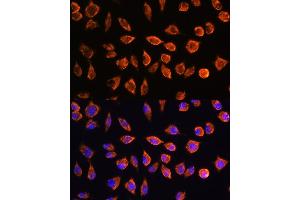Immunofluorescence analysis of L929 cells using NOTCH3 Rabbit pAb (ABIN1681077, ABIN3015390, ABIN3015391 and ABIN6214032) at dilution of 1:100.