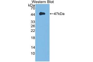 Western blot analysis of the recombinant protein. (FGF10 anticorps  (AA 37-215))