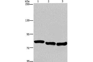 Western Blot analysis of A549, Hela and K562 cell using GAB2 Polyclonal Antibody at dilution of 1:300 (GAB2 anticorps)