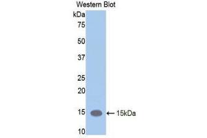 Western Blotting (WB) image for anti-Leukemia Inhibitory Factor Receptor alpha (LIFR) (AA 381-485) antibody (ABIN1859656) (LIFR anticorps  (AA 381-485))