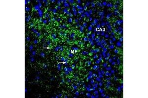Expression of ZIP1 in rat hippocampus - Immunohistochemical staining of perfusion-fixed frozen rat brain sections using Anti-ZIP1 (SLC39A1) (extracellular) Antibody (ABIN7043723, ABIN7045344 and ABIN7045345), (1:400), followed by anti-rabbit-Alexa-488 antibody.